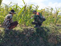 Dukung Ketahanan Pangan Babinsa Proppo Bantu Perawatan Tanaman Jagung