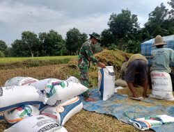 Peduli Terhadap Petani Babinsa Koramil Tlanakan Bantu Panen Padi