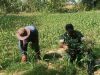 Babinsa Laranga Bantu Bersihkan Rumput di Sela-Sela Tanaman Jagung