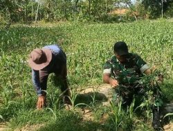 Babinsa Laranga Bantu Bersihkan Rumput di Sela-Sela Tanaman Jagung