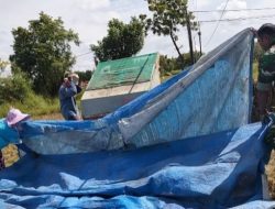 Babinsa Koramil Tlanakan Bantu Proses Panen Padi di Dusun Gedongan Desa Branta Tinggi,
