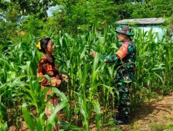 Babinsa Proppo Beri Motivasi dan Arahan Kepada Petani Jagung