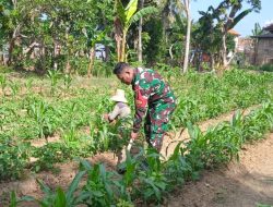 Kopka Syarif Babinsa Proppo Tinjau Tanaman Jagung Milik Misnari di Dusun Tengah Desa Rangperang Laok,