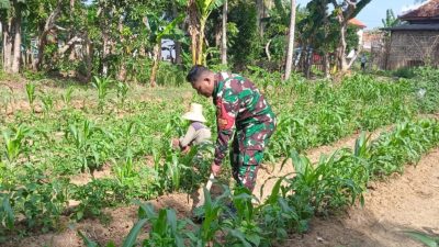 Kopka Syarif Babinsa Proppo Tinjau Tanaman Jagung Milik Misnari di Dusun Tengah Desa Rangperang Laok,