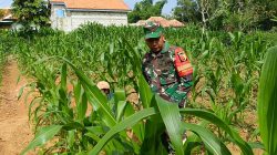 Dampingi Para Petani, Pak Babin Beri Arahan di Desa Proppo