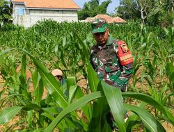 Dampingi Para Petani, Pak Babin Beri Arahan di Desa Proppo