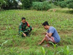 Babinsa Pamekasan Serda Moh Syafii Bantu Perawatan Tanaman Jagung Milik Warga Dusun Selatan Desa Lemper,