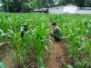 Babinsa Larangan Bersama Petani Lakukan Penyemburan Tanah dan Bersihkan Gulma