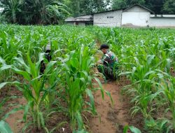 Babinsa Larangan Bersama Petani Lakukan Penyemburan Tanah dan Bersihkan Gulma