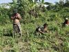 Babinsa Koramil Tlanakan Bantu Perawatan Tanaman Jagung di Dusun Somber Desa Dabuan