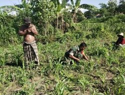 Babinsa Koramil Tlanakan Bantu Perawatan Tanaman Jagung di Dusun Somber Desa Dabuan