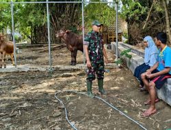 Babinsa Koramil Pasean Sambangi Ibu Maryam Beri Himbauan Agar Kebersihan Kandang Sapi Selalu Dijaga