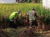 Pak Babin Kota Panen Padi Bersama Kelompok Tani