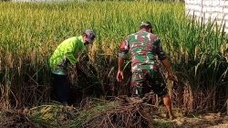 Pak Babin Kota Panen Padi Bersama Kelompok Tani