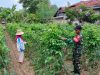 Babinsa Larangan Dampingi Ibu Sumina Rawat Hortikultura di Lahan 500 Meter