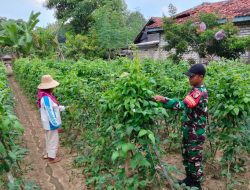 Babinsa Larangan Dampingi Ibu Sumina Rawat Hortikultura di Lahan 500 Meter