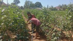 Pendampingan Babinsa Proppo Dongkrak Produktivitas Kacang Panjang di Desa Karanganyar