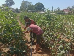 Pendampingan Babinsa Proppo Dongkrak Produktivitas Kacang Panjang di Desa Karanganyar