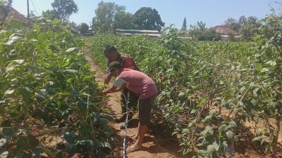 Pendampingan Babinsa Proppo Dongkrak Produktivitas Kacang Panjang di Desa Karanganyar