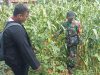 Babinsa Pasean Pantau Jagung Tlonto Raja, Ingatkan Bahaya Serangan Hama Daun