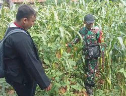 Babinsa Pasean Pantau Jagung Tlonto Raja, Ingatkan Bahaya Serangan Hama Daun