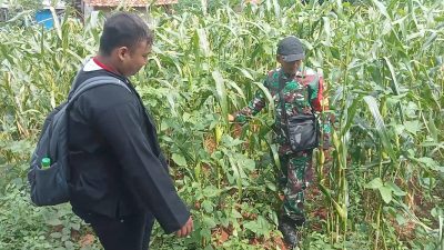 Babinsa Pasean Pantau Jagung Tlonto Raja, Ingatkan Bahaya Serangan Hama Daun