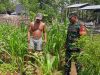 Turun ke Ladang, Babinsa Proppo Perkuat Ketahanan Pangan Bersama Petani