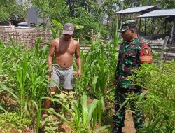 Turun ke Ladang, Babinsa Proppo Perkuat Ketahanan Pangan Bersama Petani