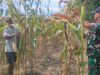 Pelda Didik Bantu Panen Jagung, Ketahanan Pangan Terus Diperkuat