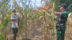 Pelda Didik Bantu Panen Jagung, Ketahanan Pangan Terus Diperkuat