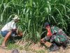 Babinsa Larangan Dampingi Petani, Gulma Disingkirkan Hasil Panen Dioptimalkan