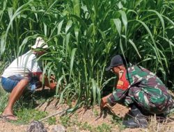 Babinsa Larangan Dampingi Petani, Gulma Disingkirkan Hasil Panen Dioptimalkan