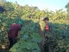 Dari Lahan Gembur hingga Buah Lebat, Babinsa Larangan Dampingi Perawatan Mentimun