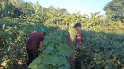 Dari Lahan Gembur hingga Buah Lebat, Babinsa Larangan Dampingi Perawatan Mentimun