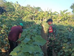 Dari Lahan Gembur hingga Buah Lebat, Babinsa Larangan Dampingi Perawatan Mentimun