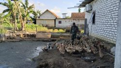 Babinsa Pakong Rawat Bebek Petelur, Warga Diajak Tambah Penghasilan