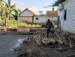 Babinsa Pakong Rawat Bebek Petelur, Warga Diajak Tambah Penghasilan