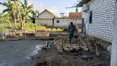 Babinsa Pakong Rawat Bebek Petelur, Warga Diajak Tambah Penghasilan