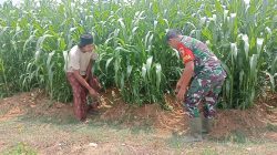 Jagung Tumbuh Optimal, Babinsa Waru Bantu Petani Lawan Gulma