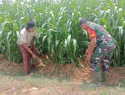 Jagung Tumbuh Optimal, Babinsa Waru Bantu Petani Lawan Gulma