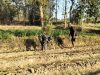 Babinsa Tlanakan Bantu Rawat Jagung Petani, Dorong Hasil Panen Maksimal