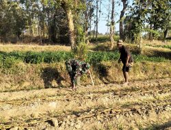 Babinsa Tlanakan Bantu Rawat Jagung Petani, Dorong Hasil Panen Maksimal