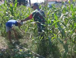 Jagung Terancam Gulma, Babinsa Waru Bantu Petani