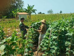 Babinsa Bantu Petani, Mentimun Dijaga hingga Panen