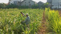 Bantu Petani, Babinsa Proppo Ikut Bersihkan Lahan Jagung