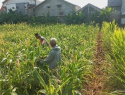 Bantu Petani, Babinsa Proppo Ikut Bersihkan Lahan Jagung