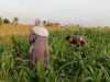 Jelang Panen, Babinsa Proppo Ingatkan Petani Jangan Abaikan Perawatan Jagung