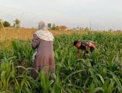 Jelang Panen, Babinsa Proppo Ingatkan Petani Jangan Abaikan Perawatan Jagung