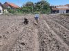Perkuat Komsos Lewat Pertanian, Babinsa Bantu Penyiapan Lahan Hortikultura