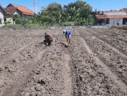 Perkuat Komsos Lewat Pertanian, Babinsa Bantu Penyiapan Lahan Hortikultura